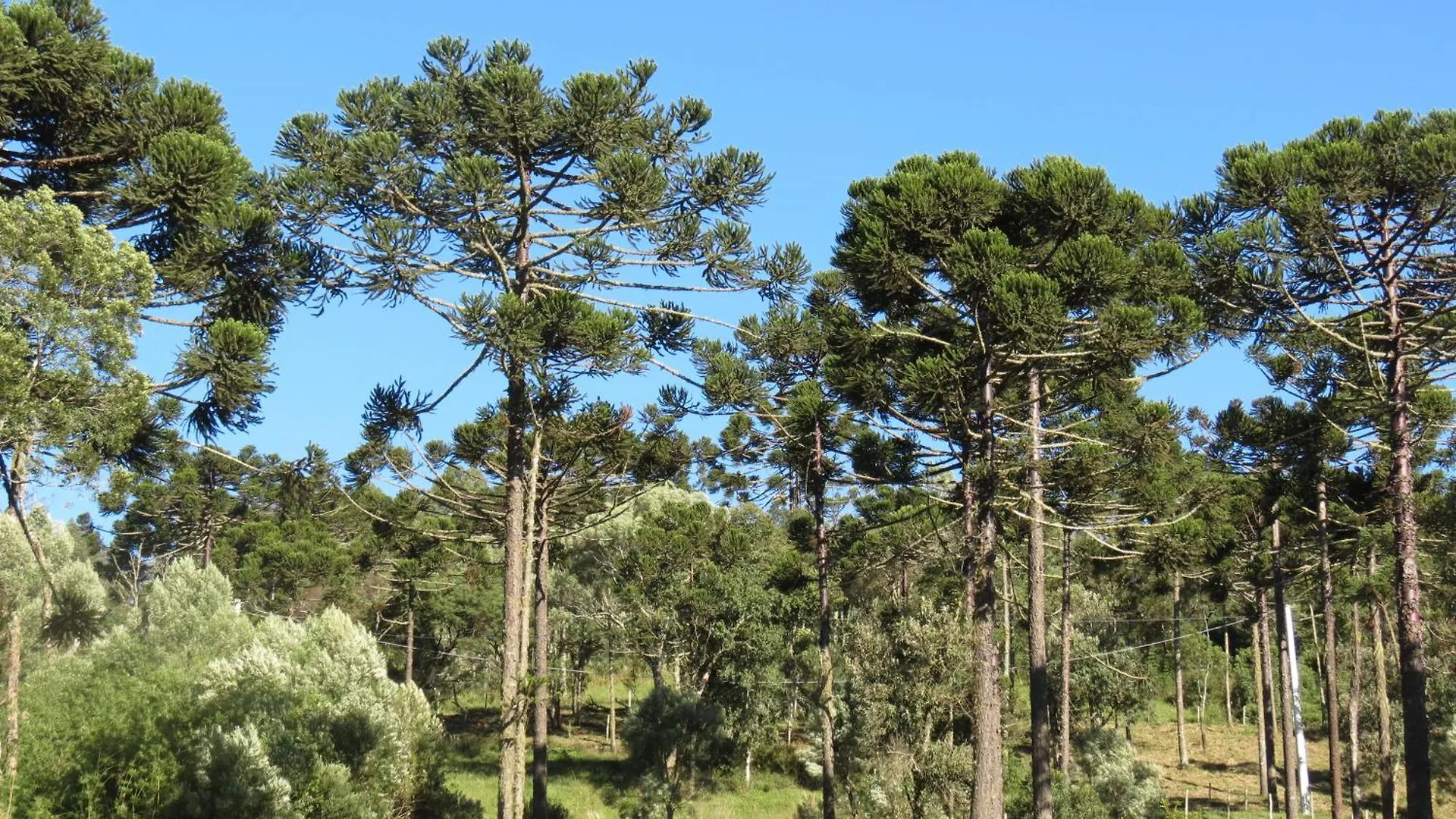 הוילה אורוביסי Refugio Da Montanha